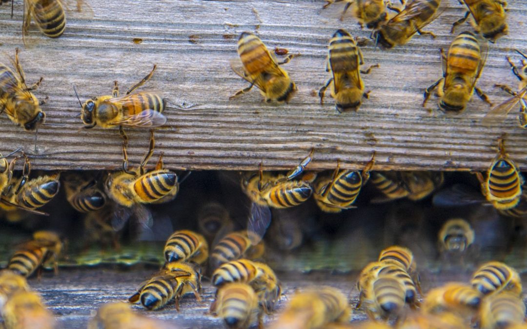 Investigación confirma efectos negativos del tendido eléctrico sobre las abejas