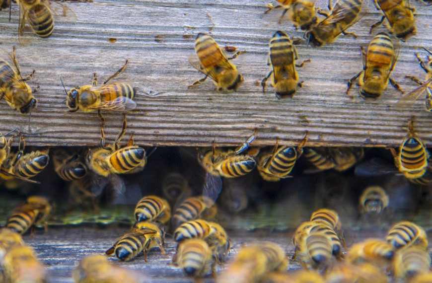 Investigación confirma efectos negativos del tendido eléctrico sobre las abejas