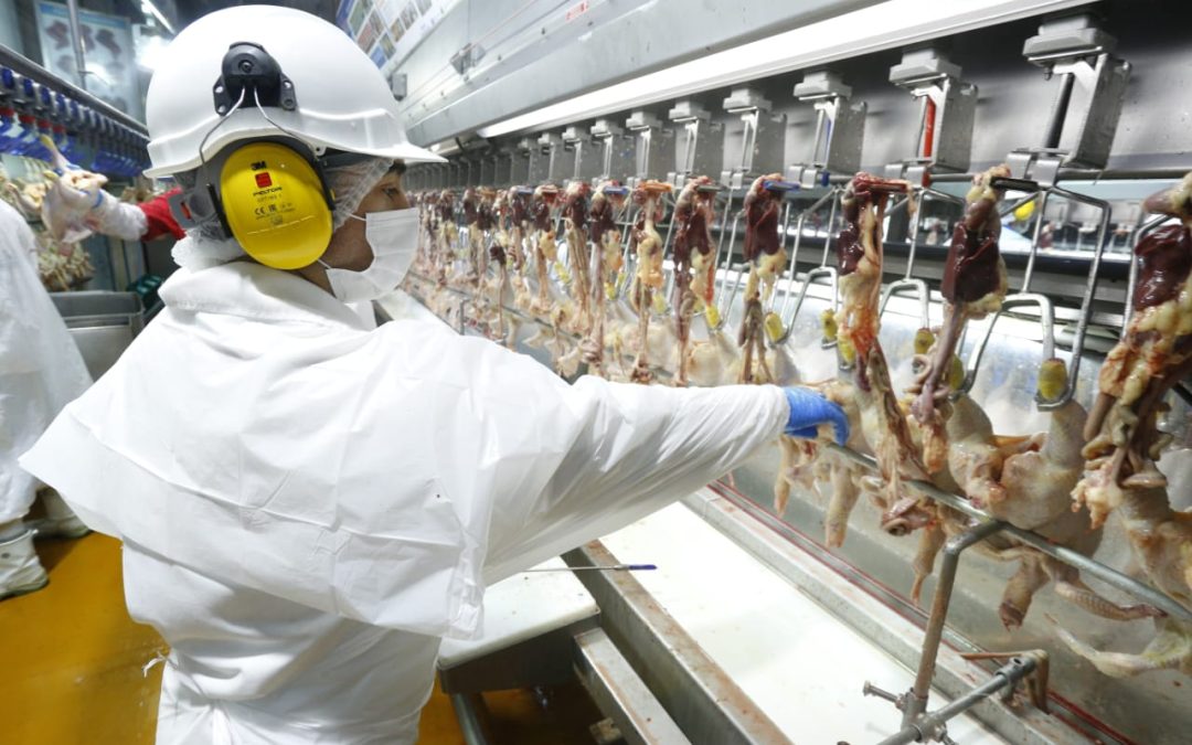 China reabre el mercado para las exportaciones avícolas chilenas y autoridades destacan positivo impacto para la economía