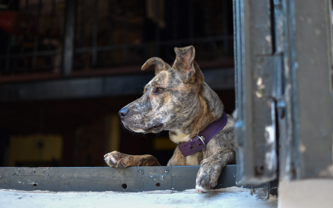 Descuido de mascotas durante las vacaciones: conoce las sanciones que se arriesgan