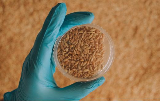 Estudian propiedades antimicrobianas y anticancerígenas del germen de trigo para producir alimentos funcionales