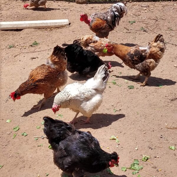 SAG confirma caso de influenza aviar H5N1 en aves de traspatio en la región de Valparaíso