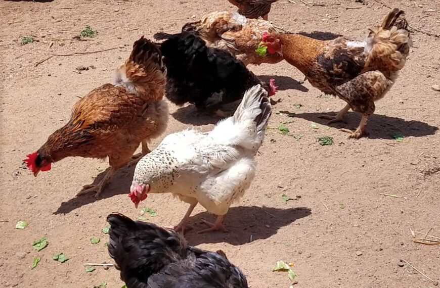 SAG confirma caso de influenza aviar H5N1 en aves de traspatio en la región de Valparaíso