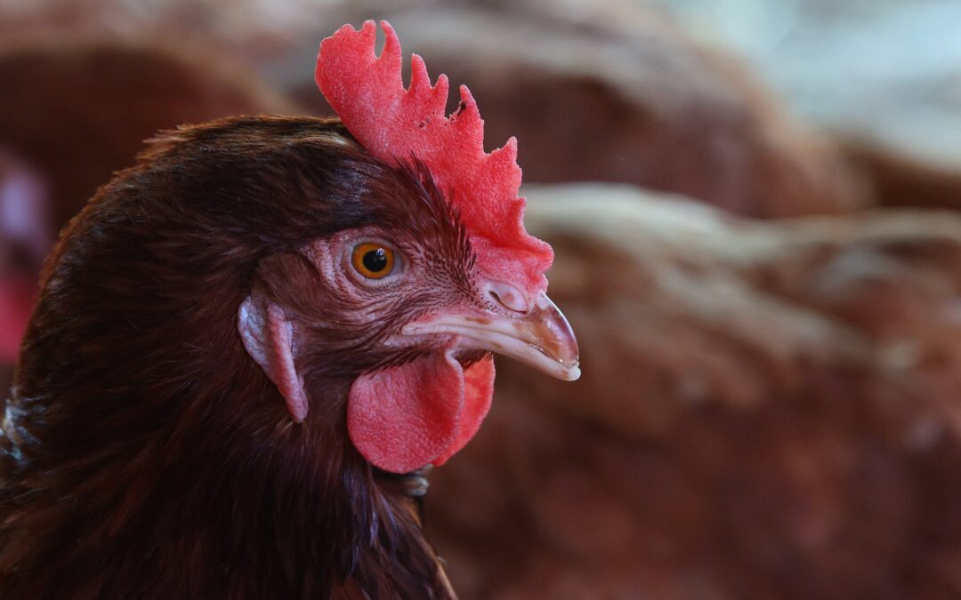 SAG confirma un caso de influenza aviar H5N1 en aves de traspatio de la Región Metropolitana