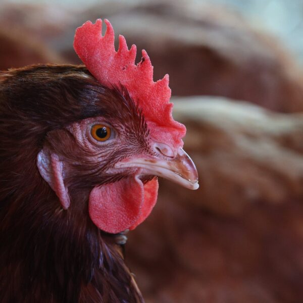 SAG confirma un caso de influenza aviar H5N1 en aves de traspatio de la Región Metropolitana