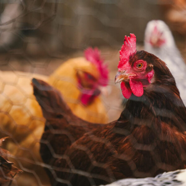 Nuevos casos de Gripe aviar en Chile: ¿Existe riesgo de contagio en humanos?